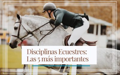 Disciplinas Ecuestres: Un Vistazo a las Diferentes Modalidades