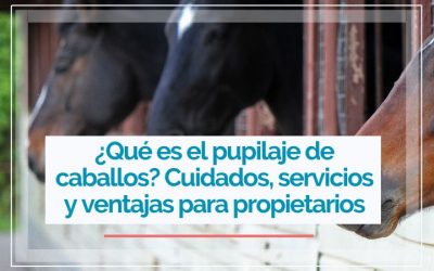 ¿Qué es el pupilaje de caballos? Cuidados, servicios y ventajas para propietarios