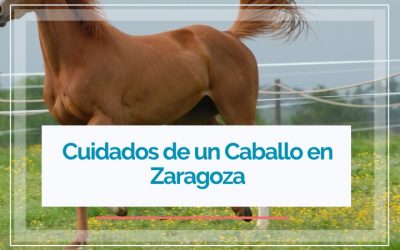Cuidado de Caballos en Zaragoza: mejorar la vida de tu caballo cuando está en buenas manos